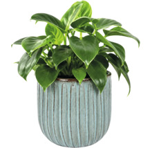 Krukväxt Philodendron i en ljusblå keramikruka med vertikalt räfflat mönster.