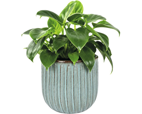 Krukväxt Philodendron i en ljusblå keramikruka med vertikalt räfflat mönster.