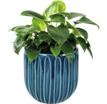 Krukväxt Philodendron Birkin i en blå keramikkruka med vertikalt räfflat mönster.