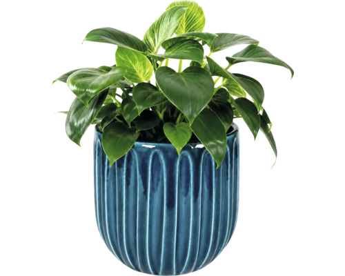 Krukväxt Philodendron Birkin i en blå keramikkruka med vertikalt räfflat mönster.