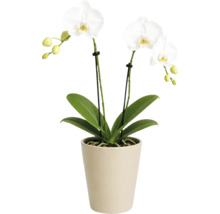 Phalaenopsisorkidé med vita blommor och gröna blad i beige keramikruka.