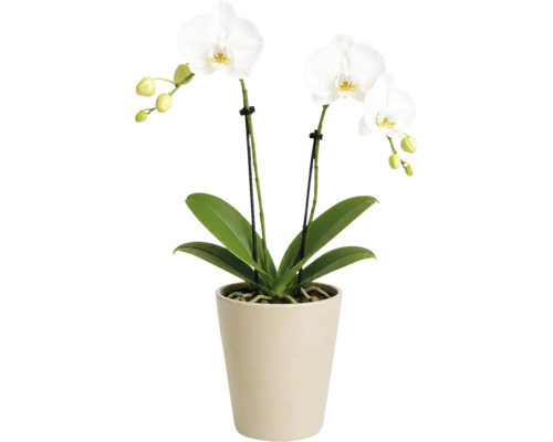 Phalaenopsisorkidé med vita blommor och gröna blad i beige keramikruka.