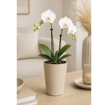 Vit Phalaenopsis-orkidé i en keramikpott på ett träbord i ett ljust, modernt inrett vardagsrum.