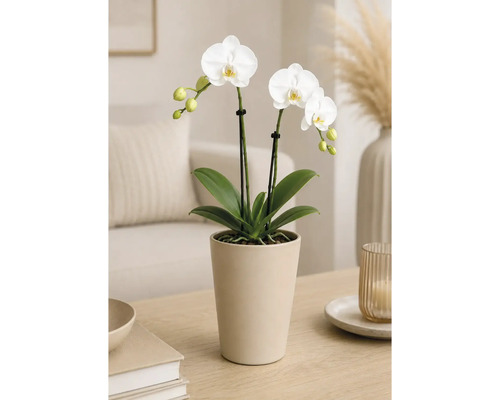 Vit Phalaenopsis-orkidé i en keramikpott på ett träbord i ett ljust, modernt inrett vardagsrum.