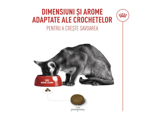 Katt som äter ur en Royal Canin-skål, foderkulans storlek cirka 1 centimeter för bättre smak.