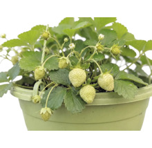 Ekologiska jordgubbar ampel FLORASELF Bio krukstorlek Ø27cm