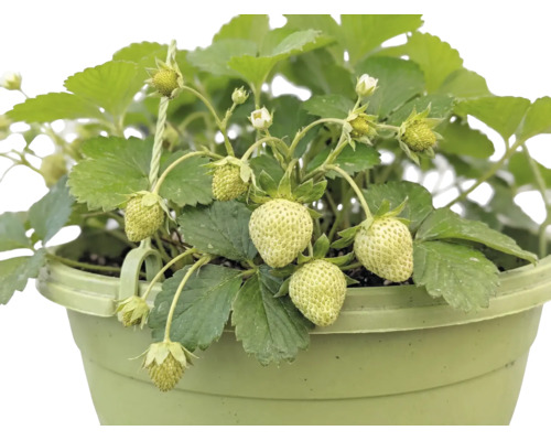 Ekologiska jordgubbar ampel FLORASELF Bio krukstorlek Ø27cm