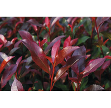 Glansmispel Photinia med röda blad.