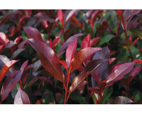 Glansmispel Photinia med röda blad.