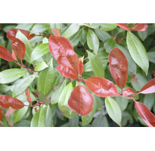 Närbild av en glansmispel Photinia med glänsande röda och gröna blad.