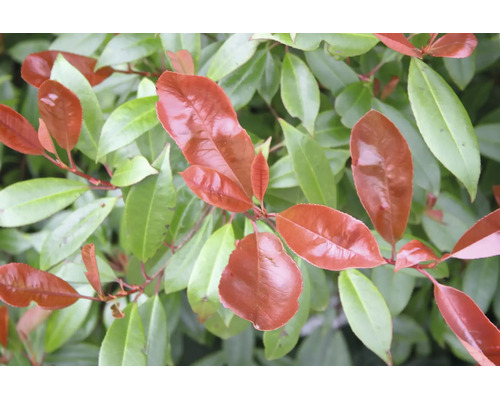 Närbild av en glansmispel Photinia med glänsande röda och gröna blad.