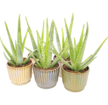Aloe Vera krukväxter i dekorativa räfflade keramikrukor.