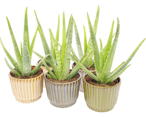 Aloe Vera krukväxter i dekorativa räfflade keramikrukor.
