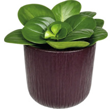 Krukväxt Peperomia med runda köttiga blad i en mörk mönstrad ytterkruka.