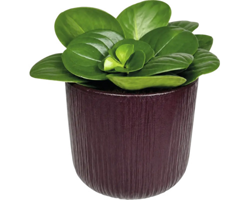 Krukväxt Peperomia med runda köttiga blad i en mörk mönstrad ytterkruka.