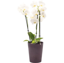 Vit Phalaenopsis-orkidé med tre blomstänglar i en mörklila ytterkruka.