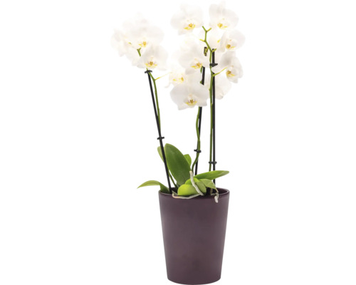 Vit Phalaenopsis-orkidé med tre blomstänglar i en mörklila ytterkruka.