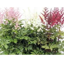 Blommande astilbe i olika färger med gröna blad.