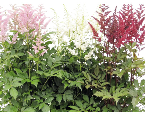 Blommande astilbe i olika färger med gröna blad.