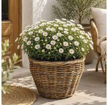 En rund planteringskorg i rotting fylld med blommande vita margeriter på en ljus terrass.