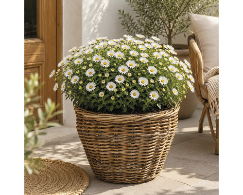 En rund planteringskorg i rotting fylld med blommande vita margeriter på en ljus terrass.