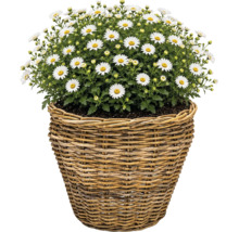 Korgkruka Leah Pure Sami naturfiber Ø37x31cm natur