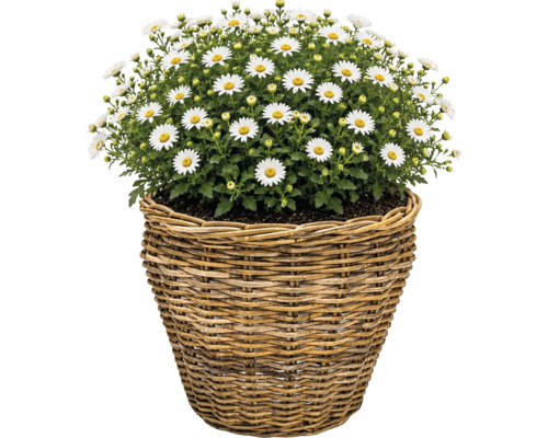 Korgkruka Leah Pure Sami naturfiber Ø37x31cm natur