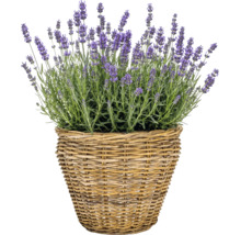 Korgkruka Leah Pure Sami naturfiber Ø28,5x24cm natur