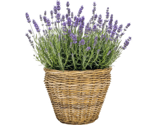 Korgkruka Leah Pure Sami naturfiber Ø28,5x24cm natur