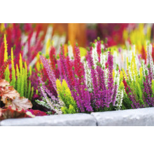 Ljung FLORASELF Calluna vulgaris 'High Five' krukstorlek Ø13cm