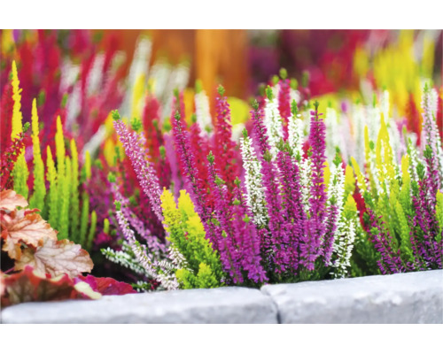 Ljung FLORASELF Calluna vulgaris 'High Five' krukstorlek Ø13cm
