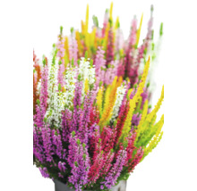 Ljung FLORASELF Calluna vulgaris 'High Five' krukstorlek Ø13cm