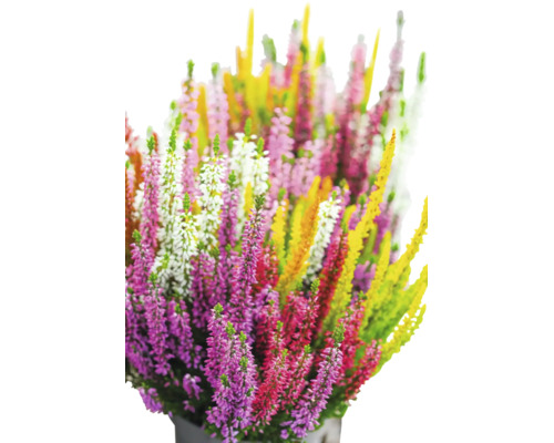 Ljung FLORASELF Calluna vulgaris 'High Five' krukstorlek Ø13cm