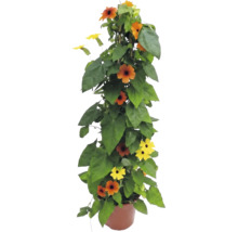 Svartöga Thunbergia alata i kruka, klätterväxt med orangea och gula blommor med mörk mitt.