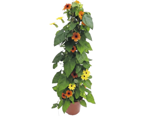 Svartöga Thunbergia alata i kruka, klätterväxt med orangea och gula blommor med mörk mitt.