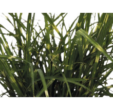 Dvärgglansmiskantus FLORASELF Miscanthus sinensis 'Strictus Dwarf' 10-100cm Co 3L