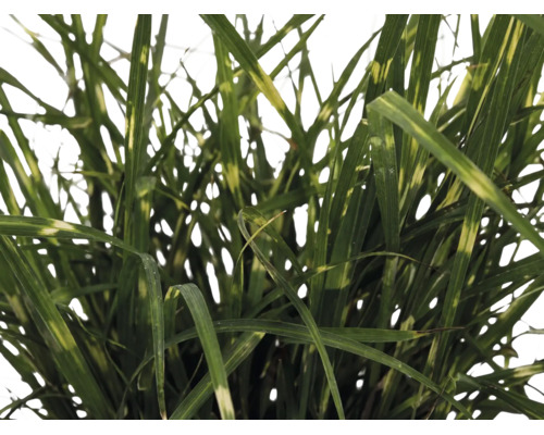Dvärgglansmiskantus FLORASELF Miscanthus sinensis 'Strictus Dwarf' 10-100cm Co 3L