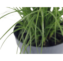 Dvärgglansmiskantus FLORASELF Miscanthus sinensis 'Cute One' 10-30cm Co 3L