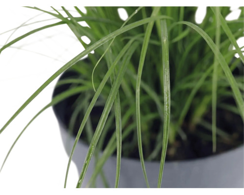 Dvärgglansmiskantus FLORASELF Miscanthus sinensis 'Cute One' 10-30cm Co 3L