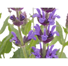 Närbild av lila stäppsalvia-blommor med gröna blad.
