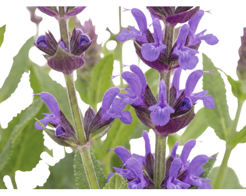 Närbild av lila stäppsalvia-blommor med gröna blad.