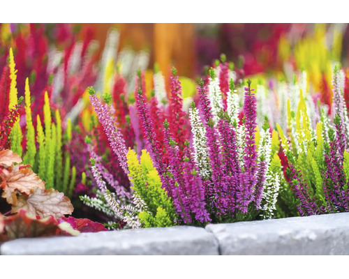 Ljung FLORASELF Calluna vulgaris 'High Five' krukstorlek Ø13cm