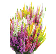 Ljung Calluna vulgaris i olika färger