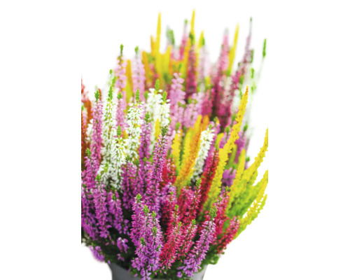 Ljung Calluna vulgaris i olika färger