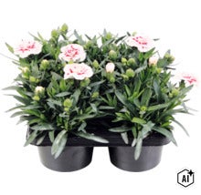 Trädgårdsnejlika mix FLORASELF Dianthus caryophyllus 'Oscar'® 4-pack, blandade färger (Image AI modified or generated)