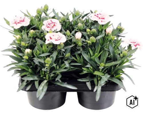 Trädgårdsnejlika mix FLORASELF Dianthus caryophyllus 'Oscar'® 4-pack, blandade färger (Image AI modified or generated)