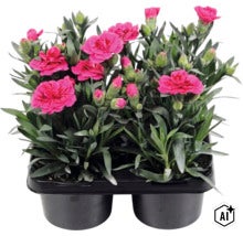 Trädgårdsnejlika mix FLORASELF Dianthus caryophyllus 'Oscar'® 4-pack, blandade färger (Image AI modified or generated)