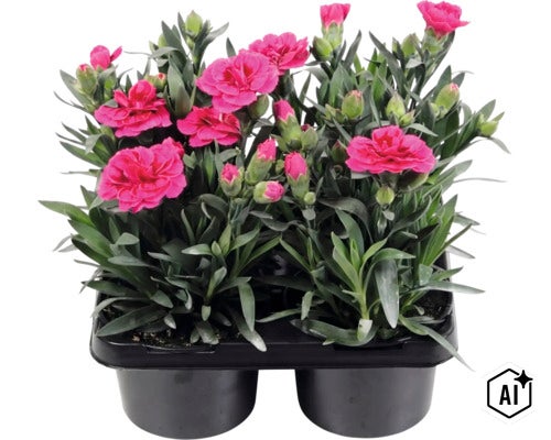 Trädgårdsnejlika mix FLORASELF Dianthus caryophyllus 'Oscar'® 4-pack, blandade färger (Image AI modified or generated)