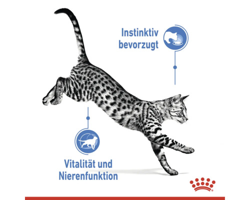 En hoppande katt med information om instinktiv preferens, vitalitet och njurfunktion samt Royal Canin logotyp.