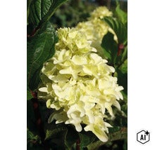 Syrenhortensia med krämfärgade blomklasar och gröna blad i trädgården (Image AI modified or generated)
